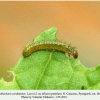 anthocharis cardamines pyatigorsk larva1a